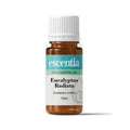 Eucalyptus Radiata Essential Oil